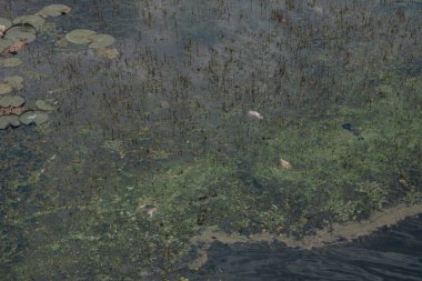 Dalgalar ve su bitkileriyle çevrili kirli sularda ölü bir balık yüzer. Felaketin ve su kaynaklarının kirlenmesinin sembolü. Balıklar suyun yüzeyinde yüzüyorlar. Yakın plan..