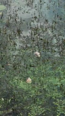 Dalgalar ve su bitkileriyle çevrili kirli sularda ölü bir balık yüzer. Felaketin ve su kaynaklarının kirlenmesinin sembolü. Balıklar suyun yüzeyinde yüzüyorlar. Yakın plan..