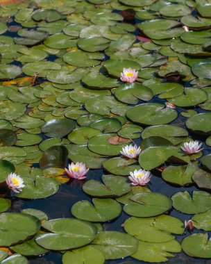Güneşli bir günde sudaki çiçekli beyaz nilüferler ve yeşil yapraklar. Nilüfer gölette yüzüyor. Su bahçesinin doğal güzelliği. Resimli doğal arkaplan.
