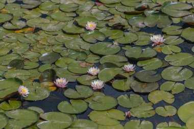 Güneşli bir günde sudaki çiçekli beyaz nilüferler ve yeşil yapraklar. Nilüfer gölette yüzüyor. Su bahçesinin doğal güzelliği. Resimli doğal arkaplan.