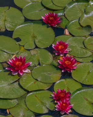 Güneşli bir günde sudaki çiçekli beyaz nilüferler ve yeşil yapraklar. Nilüfer gölette yüzüyor. Su bahçesinin doğal güzelliği. Resimli doğal arkaplan.
