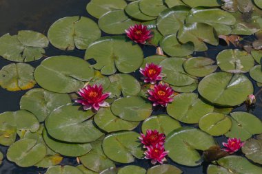 Güneşli bir günde sudaki çiçekli beyaz nilüferler ve yeşil yapraklar. Nilüfer gölette yüzüyor. Su bahçesinin doğal güzelliği. Resimli doğal arkaplan.