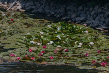 Güneşli bir günde sudaki çiçekli beyaz nilüferler ve yeşil yapraklar. Nilüfer gölette yüzüyor. Su bahçesinin doğal güzelliği. Resimli doğal arkaplan.