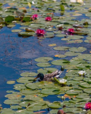 Güneşli bir günde sudaki çiçekli beyaz nilüferler ve yeşil yapraklar. Nilüfer gölette yüzüyor. Su bahçesinin doğal güzelliği. Resimli doğal arkaplan.