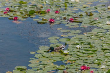 Güneşli bir günde sudaki çiçekli beyaz nilüferler ve yeşil yapraklar. Nilüfer gölette yüzüyor. Su bahçesinin doğal güzelliği. Resimli doğal arkaplan.