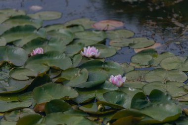 Güneşli bir günde sudaki çiçekli beyaz nilüferler ve yeşil yapraklar. Nilüfer gölette yüzüyor. Su bahçesinin doğal güzelliği. Resimli doğal arkaplan.