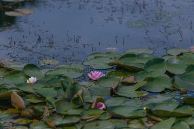 Güneşli bir günde sudaki çiçekli beyaz nilüferler ve yeşil yapraklar. Nilüfer gölette yüzüyor. Su bahçesinin doğal güzelliği. Resimli doğal arkaplan.