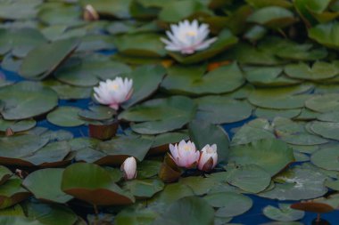 Güneşli bir günde sudaki çiçekli beyaz nilüferler ve yeşil yapraklar. Nilüfer gölette yüzüyor. Su bahçesinin doğal güzelliği. Resimli doğal arkaplan.
