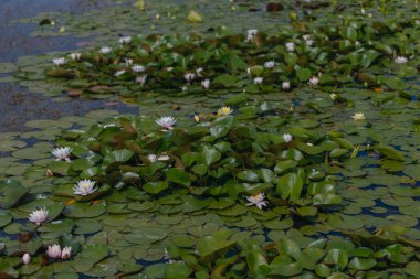 Güneşli bir günde sudaki çiçekli beyaz nilüferler ve yeşil yapraklar. Nilüfer gölette yüzüyor. Su bahçesinin doğal güzelliği. Resimli doğal arkaplan.