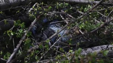 Kasırgadan sonra devrilen bir ağacın altında kalmış bir araba. Doğal afet sırasında bir araca zarar vermek. Doğal afet.