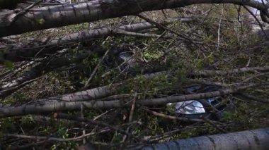 Kasırgadan sonra devrilen bir ağacın altında kalmış bir araba. Doğal afet sırasında bir araca zarar vermek. Doğal afet.