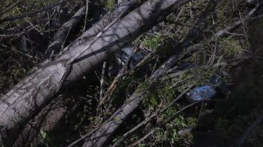 Kasırgadan sonra devrilen bir ağacın altında kalmış bir araba. Doğal afet sırasında bir araca zarar vermek. Doğal afet.