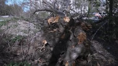 Kasırgadan sonra devrilen bir ağacın altında kalmış bir araba. Doğal afet sırasında bir araca zarar vermek. Doğal afet.