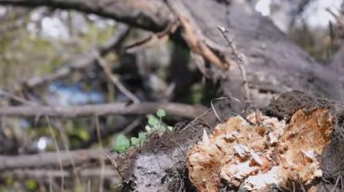 Kasırgadan sonra devrilen bir ağacın altında kalmış bir araba. Doğal afet sırasında bir araca zarar vermek. Doğal afet.