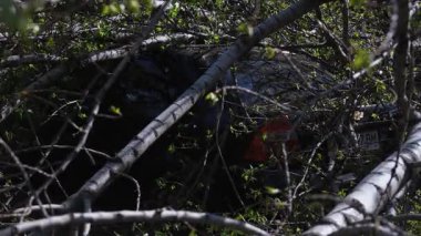 Kasırgadan sonra devrilen bir ağacın altında kalmış bir araba. Doğal afet sırasında bir araca zarar vermek. Doğal afet.
