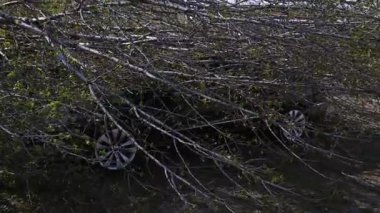 Kasırgadan sonra devrilen bir ağacın altında kalmış bir araba. Doğal afet sırasında bir araca zarar vermek. Doğal afet.