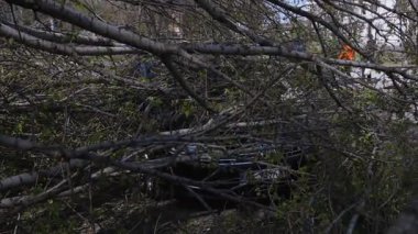 Kasırgadan sonra devrilen bir ağacın altında kalmış bir araba. Doğal afet sırasında bir araca zarar vermek. Doğal afet.