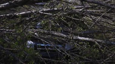 Kasırgadan sonra devrilen bir ağacın altında kalmış bir araba. Doğal afet sırasında bir araca zarar vermek. Doğal afet.