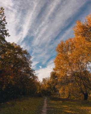 Orman yolu olan sonbahar manzarası. Güneşli bir sonbahar gününde güzel bir orman çekimi. Açık hava eğlencesi.