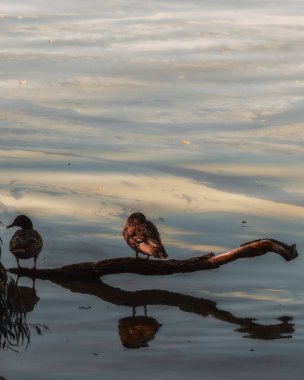 Kuşlara ve sakin suya önem veren minimalist bir kompozisyon. Bir kütüğe konmuş iki ördek, ada görevi görüyor. Görüntü, doğada huzur, sükunet ve yalnızlık hissi veriyor..