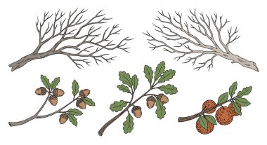 Oak Tree Branches and Acorns Depicting Seasonal Nature Stages