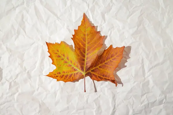 Minimal Style Composition Made Dried Maple Leaf White Sunlit Background — Fotografia de Stock