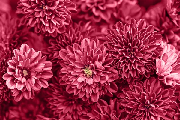 Chrysant Bloemen Close Als Een Prachtige Natuur Achtergrond Herfst Thema — Stockfoto