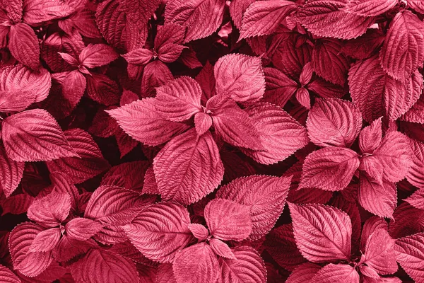 Perilla Frutescens Листья Близко Красивый Природный Фон Органические Продукты Питания — стоковое фото