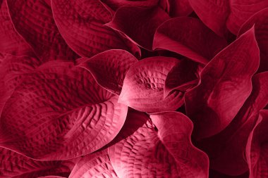 Hosta güzel bir arka plan olarak yakın plan bırakır. Doğal ışık. 2023 yılının rengi