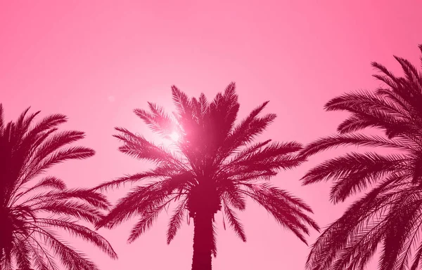 日没の太陽とカラフルな空に対してナツメヤシの木 美しい自然背景 夏休み 旅行や熱帯のビーチの概念 2023年の色がインスピレーションを与えました — ストック写真
