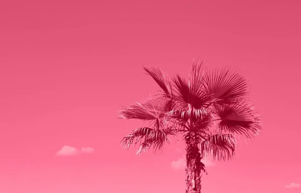 Palmy Plaży Przed Żywym Błękitnym Niebem Piękne Tło Natury Wakacje — Zdjęcie stockowe