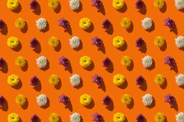 Kreatives Muster Aus Chrysanthemenblüten Auf Leuchtend Orangefarbenem Hintergrund Floraler Hintergrund — Stockfoto