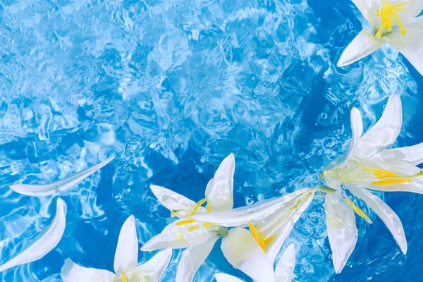 Mavi şeffaf suda beyaz zambak çiçekleri. Güzel bir yaz çiçeği kompozisyonu. Doğa konsepti. Üst Manzara. Seçici odak