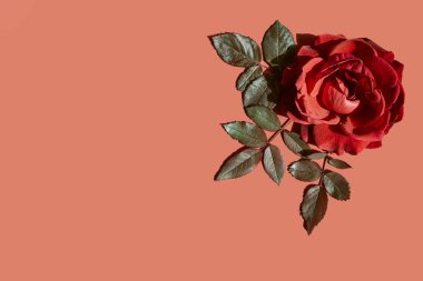 Parlak arkaplanda kırmızı gül goncasından yapılmış güzel bir çiçek kompozisyonu. Asgari düzeyde. Tebrik kartı teması. Doğa konsepti. Üst Manzara. Düz yatıyordu