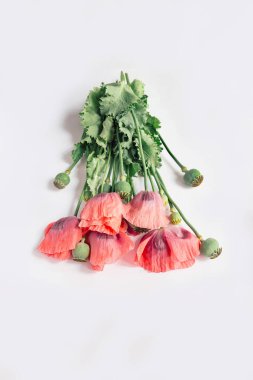 Creative summer composition made of poppies flower bouquet on white background. Beautiful floral layout. Nature concept.