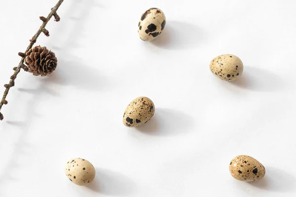 stock image Quail eggs and branch with cone on pastel background. Easter creative concept. Top view.