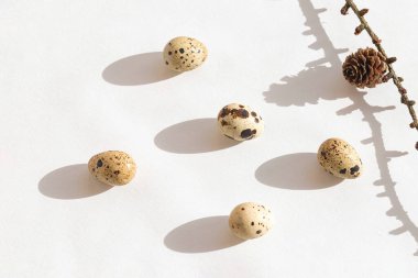 Bıldırcın yumurtası ve gölgeli pastel arka planda koni. Paskalya yaratıcı konsepti. Üst görünüm.