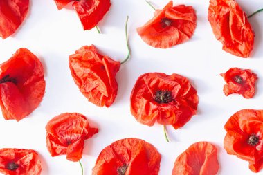 Creative composition made of beautiful poppy flowers on white background. Nature concept. Summer floral pattern.