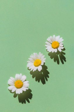 Pastel yeşil arka planda gölgeli papatya çiçeklerinden yapılmış yaratıcı minimal bir kompozisyon. Çiçekli yaz kompozisyonu. Doğa konsepti. Üst Manzara. Düz yatıyordu