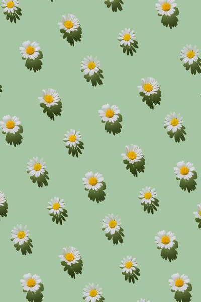 创意图案由菊花制成 背景为淡绿色 有阴影 花夏天的作文 自然概念 简约的风格顶部视图 平躺在床上 — 图库照片