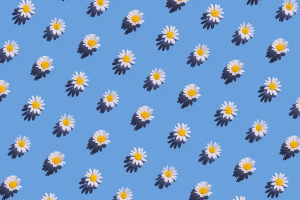 影と明るい青の背景にデイジーの花で作られた創造的なパターン 花の夏の組成 自然概念 ミニマルなスタイル 最上階だ — ストック写真