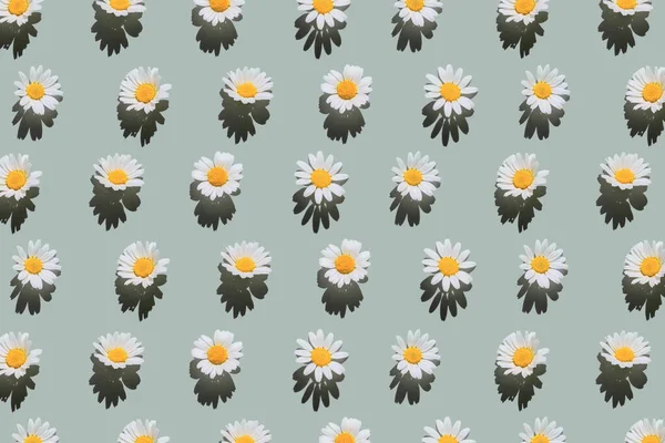 Kreativní Vzor Květů Sedmikrásky Pastelovém Pozadí Stínem Květinová Letní Kompozice — Stock fotografie
