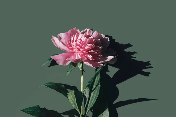 Creative layout made of pink peony flower on green background with shadow. Minimal style. Flat lay. Top view. Nature concept