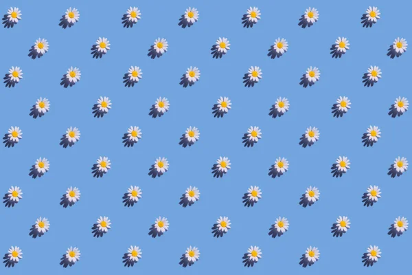 Kreatív Minta Százszorszép Virágokból Kék Háttérrel Árnyékkal Virágos Nyári Kompozíció — Stock Fotó