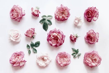 Beyaz arka planda güzel koyu gül tomurcuklarından oluşan yaz çiçekleri deseni. Doğa konsepti. Asgari düzeyde. Üst Manzara. Düz yatıyordu