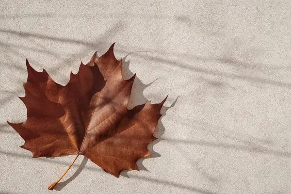 Minimal style composition made of dried maple leaf on pastel sunlit background with shadow. Autumn, fall, thanksgiving day concept. Flat lay, top view