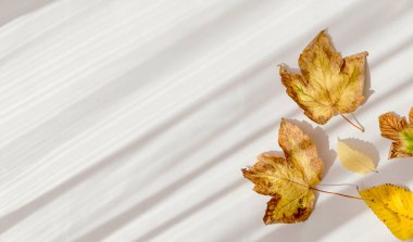 Kurumuş akçaağaç yapraklarından yapılmış, gölgeli, beyaz güneş ışığıyla aydınlatılmış minimum biçim bileşimi. Sonbahar, sonbahar, Şükran Günü konsepti. Düz yerde, üst tarafta. Boşluğu kopyala