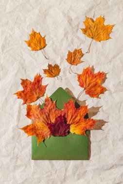 Kurumuş kırmızı akçaağaç yaprakları ve pastel arka planda bulunan zarftan oluşan sonbahar kompozisyonu. Sonbahar ve Şükran Günü konsepti. Üst Manzara. Düz yatıyordu