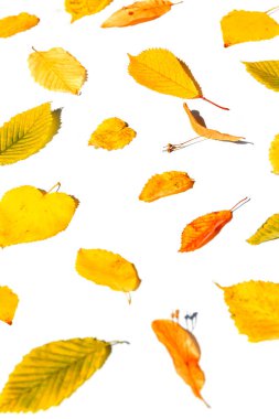Creative composition made of dried  leaves on white sunlit background. Autumn, fall, thanksgiving day concept. Minimal style. Flat lay, top view