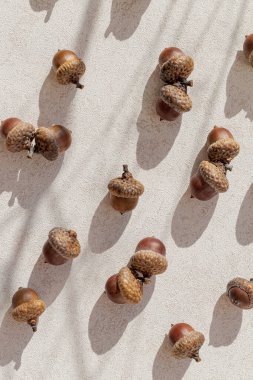 Pastel arka planda gölgeli meşe palamudundan yapılmış yaratıcı bir kompozisyon. Sonbahar, sonbahar ve Şükran Günü konsepti.